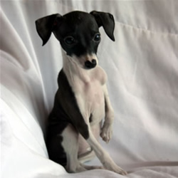 Italian Greyhound pup